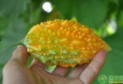 吃赖瓜的视频,吃赖瓜视频带你领略独特风味