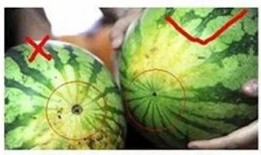 阜阳职业吃瓜,揭秘瓜农背后的生活与挑战