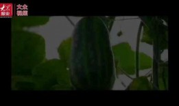 最美吃瓜群众视频,视频走红背后的吃瓜文化现象