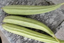 博爱专业吃瓜,吃瓜群众眼中的美食盛宴