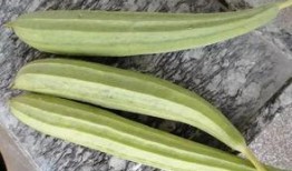 博爱专业吃瓜,吃瓜群众眼中的美食盛宴