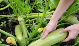 马上停止吃的瓜,即刻告别喧嚣瓜界