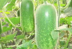 大瓜网红吃瓜图片高清,高清图片揭秘娱乐圈幕后风云