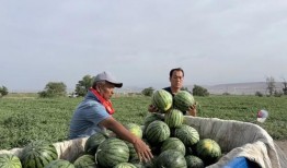 跟苏木吃瓜,揭秘娱乐圈幕后故事