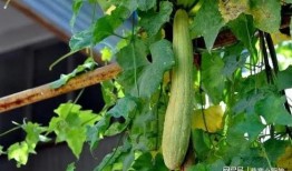 福瓜吃的图片高清,高清图片中的美味诱惑