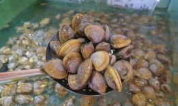 揭阳榕西湖吃瓜,夏日消暑吃瓜新地标