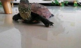 吃瓜龟宝,揭秘娱乐圈的“瓜田”趣事