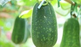 近期最热的吃瓜,揭秘近期最热吃瓜事件背后的真相