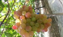 北京葡萄园吃瓜,北京葡萄园夏日吃瓜盛宴