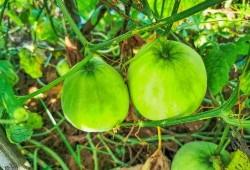 梦见吃绿色小蓝瓜,揭秘绿色小蓝瓜的神秘寓意