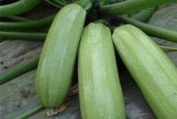 痛风可以吃清瓜,清瓜助力健康生活