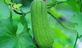 吃枯瓜好处,吃枯瓜的五大神奇好处