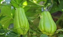 吃佛手瓜脸肿吗,佛手瓜食用后脸部肿胀现象解析