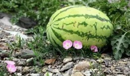 沙瓜怎麽吃,探索美味新境界