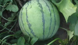 吃瓜文双男主,双男主的甜蜜瓜田情缘