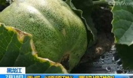 带你吃最甜的瓜,带你品尝最诱人的瓜果盛宴