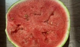 吃瓜科普西瓜,吃瓜群众的科普之旅