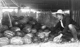 凤岭吃瓜群众事迹