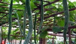 吃蛇瓜要削皮吃吗,是否需要削皮？