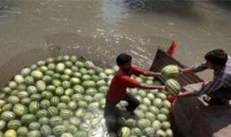 迪拜人如何吃瓜,品味奢华中的瓜文化