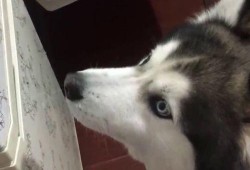 歪着脑袋吃瓜,揭秘网络热点的趣味与真相