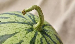 上海吃瓜达人,揭秘都市生活里的酸甜苦辣