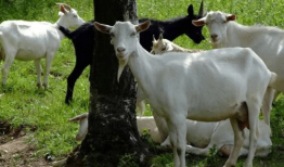 羊会吃瓜吗,揭秘羊儿对瓜果的喜爱之谜