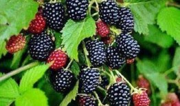 桑椎吃瓜头像,揭秘网络红人背后的故事