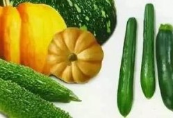 夏星夜吃瓜,揭秘娱乐圈背后的那些事儿