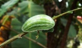 肥城哪里能摘瓜吃