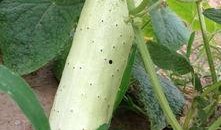 肥城哪里能摘瓜吃