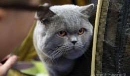 猫可以吃瓜尖,瓜尖，猫咪的新宠