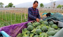 学步桥吃瓜,夏日里的欢乐时光