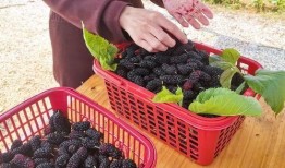 桑椎吃瓜头像,揭秘网络红人背后的故事