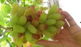 北京葡萄园吃瓜,北京葡萄园夏日吃瓜盛宴