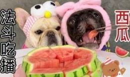 可爱小吃货吃瓜,萌态十足引网友热议