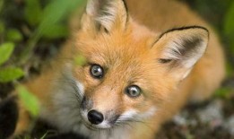 狐狸吃瓜2号,揭秘神秘瓜果背后的奇幻之旅