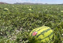 宁夏沙瓜怎么吃,尽享夏日清新美味