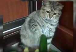 猫吃瓜鬼畜,揭秘喵星人吃瓜鬼畜背后的秘密